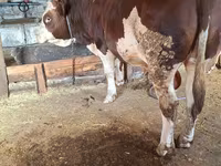 Бұқа, Simmental cattle — 3-сурет