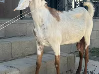 Cabra, Beetal goats — foto 2