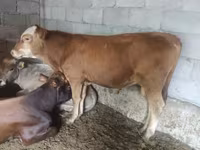 ثور, Simmental cattle — الصورة 4