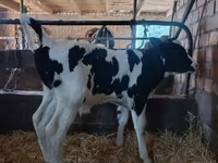 公牛, Holstein breed — 照片 5