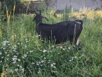 母山羊, Nubian Goat — 照片 5