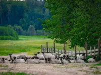 Widder, Romanov sheep — Foto 2