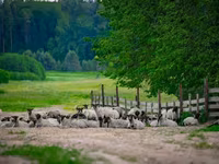 Widder, Romanov sheep — Foto 4