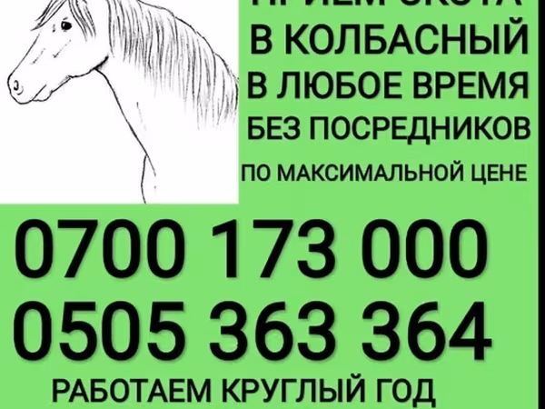 Айғыр, Жылқылар — Қырғызстан