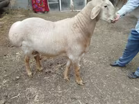 Ram, Arashan sheep — photo 6