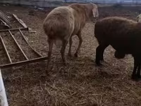 Қошқар, Arashan sheep — 2-сурет