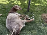 Қошқар, Rhon sheep — 1-сурет