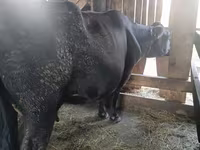 Сиыр, Simmental cattle — 3-сурет
