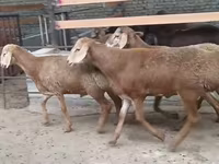 Қошқар, Edilbay sheep — 2-сурет