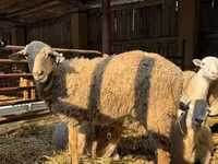 Widder, Romanov sheep — Foto 6