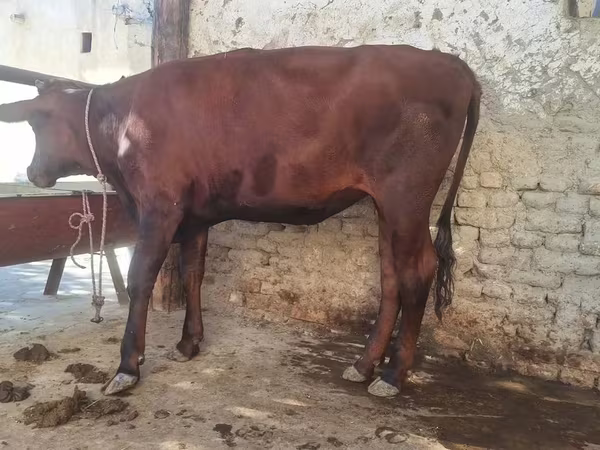 Toro, Ganado vacuno — Uzbekistán