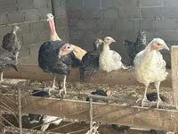 Turkeys — 4-сурет