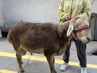Ram, Sheep — photo 1