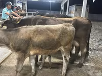 Сиыр, Ukrainian Brown Dairy Cattle — 3-сурет