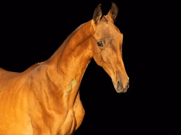 Hengst, Akhal-Teke — Russland