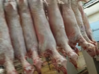 Продам баранину ягнят — photo 3