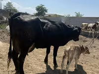 Сиыр, Swiss cattle — 3-сурет