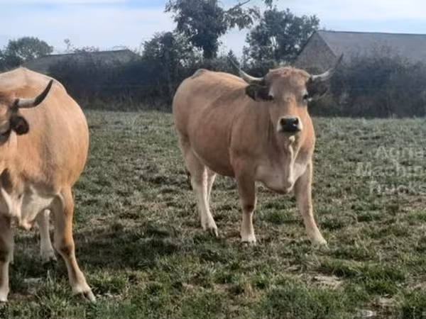 Сиыр, Aubrac cattle