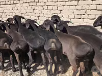 公马, Horses — 照片 1