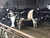 ثور, Russian Black pied cattle — الصورة 2