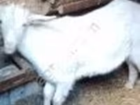 Goat, Goats — photo 2