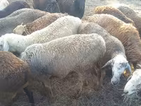 Widder, Hissar sheep — Foto 3