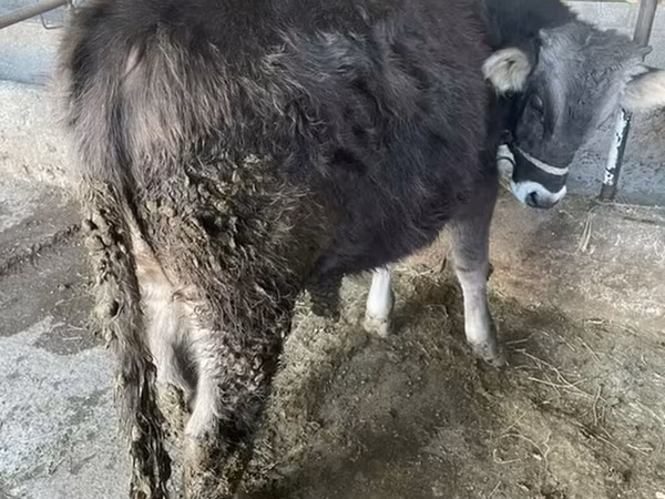 Бұқа, Swiss cattle — Қырғызстан