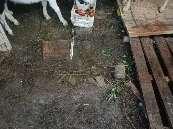 Ешкі, Saanen goat — Қазақстан