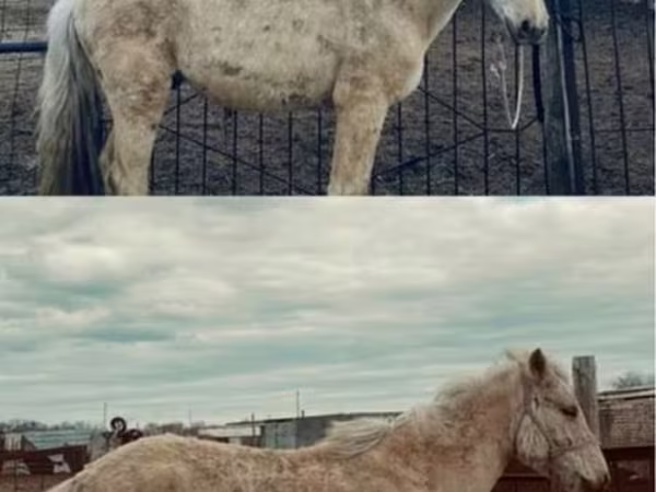 母马, Horse breed
