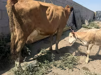 Сиыр, Swiss cattle — 4-сурет