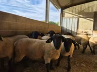 Қошқар, White Suffolk sheep — 2-сурет