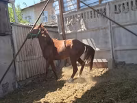 Horse (M), Arabian horse — photo 1