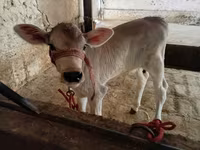 Vaca, Swiss cattle — foto 3