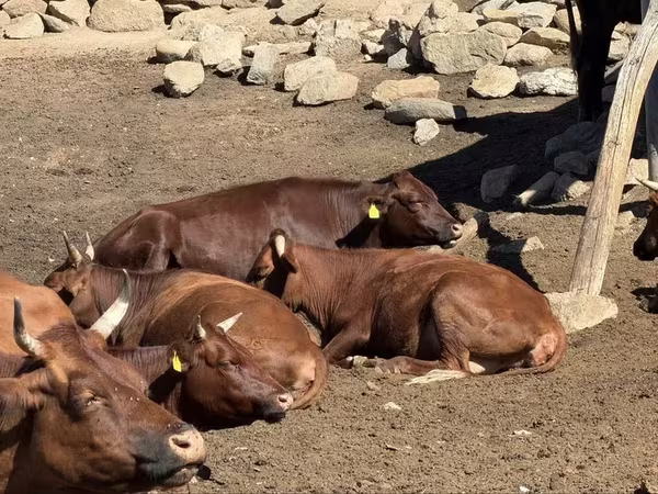 Сиыр, Latvian Blue cattle