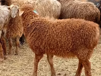 Widder, Edilbay sheep — Foto 1