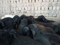 Ram, Rhon sheep — photo 3