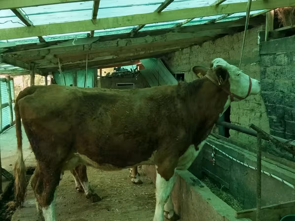 Сиыр, Simmental cattle — Қырғызстан