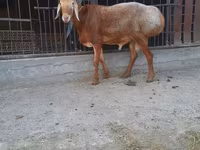 كبش, Saryarka sheep — الصورة 1