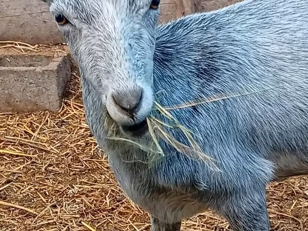 عنزة, Saanen goat — قيرغيزستان