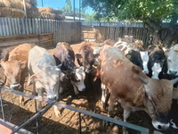 Bull, Cattle — photo 5