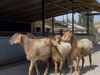 Қой, Arashan sheep — 2-сурет