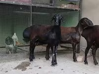 Oveja, Hissar sheep — foto 3