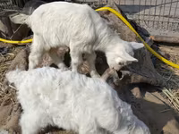 公山羊, Saanen goat — 照片 4