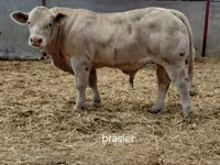 Бұқа, Charolais cattle — 1-сурет