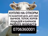 Bull, Cattle — photo 2