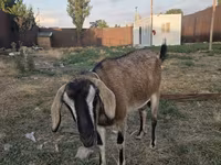 Goat, Nubian Goat — photo 1