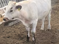 Bull, Cattle — photo 1