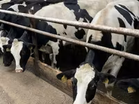 Cow, Holstein breed — photo 6