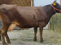 Сиыр, Simmental cattle — 5-сурет