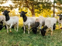 Widder, Dorper sheep — Foto 4
